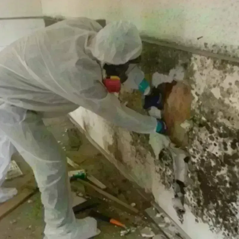 Mold Remediation and Removal in Lamar County, AL